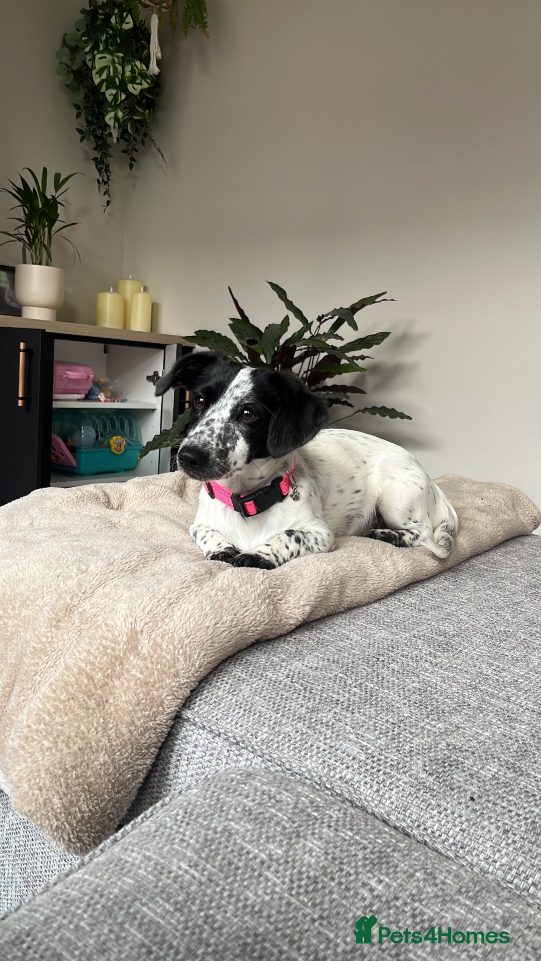 Mixed Breed dogs for sale: Jack Russell Cross - Advert 2