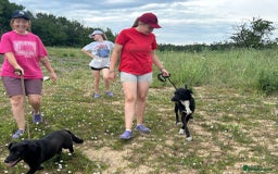 Mixed Breed dogs for adoption: Bethany -Norwich Norfolk  - Image 11