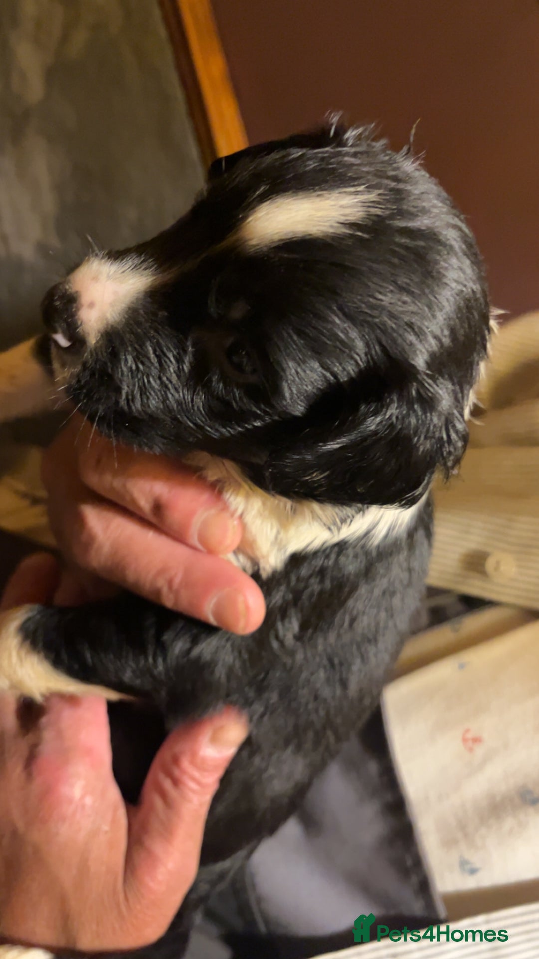 Mixed Breed dogs for sale: 8 puppies available rottweiler x border collie - Image 2