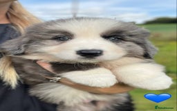 Bernese Mountain Dog dogs for sale: Stunning Chunky Bordernese Puppies - Image 12