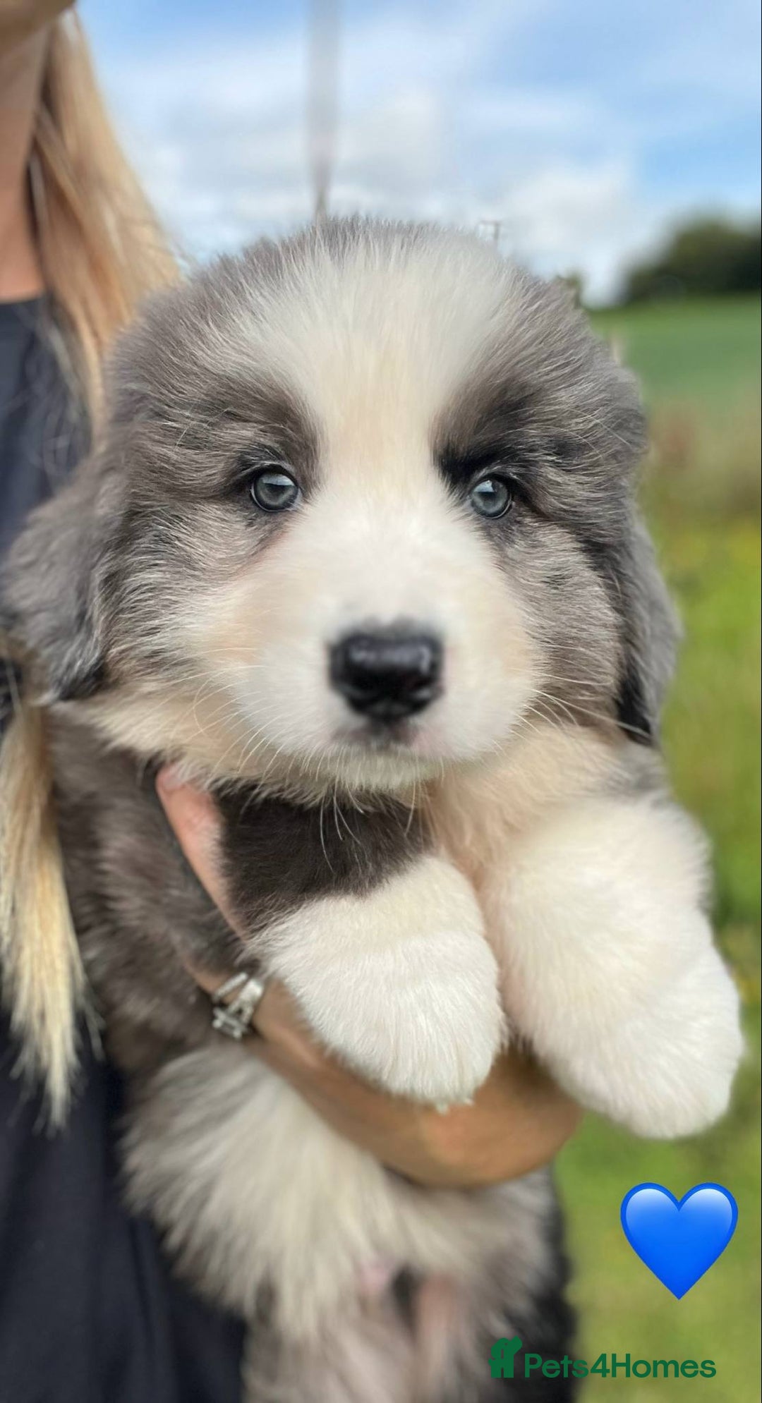 Bernese Mountain Dog dogs for sale: Stunning Chunky Bordernese Puppies - Image 12
