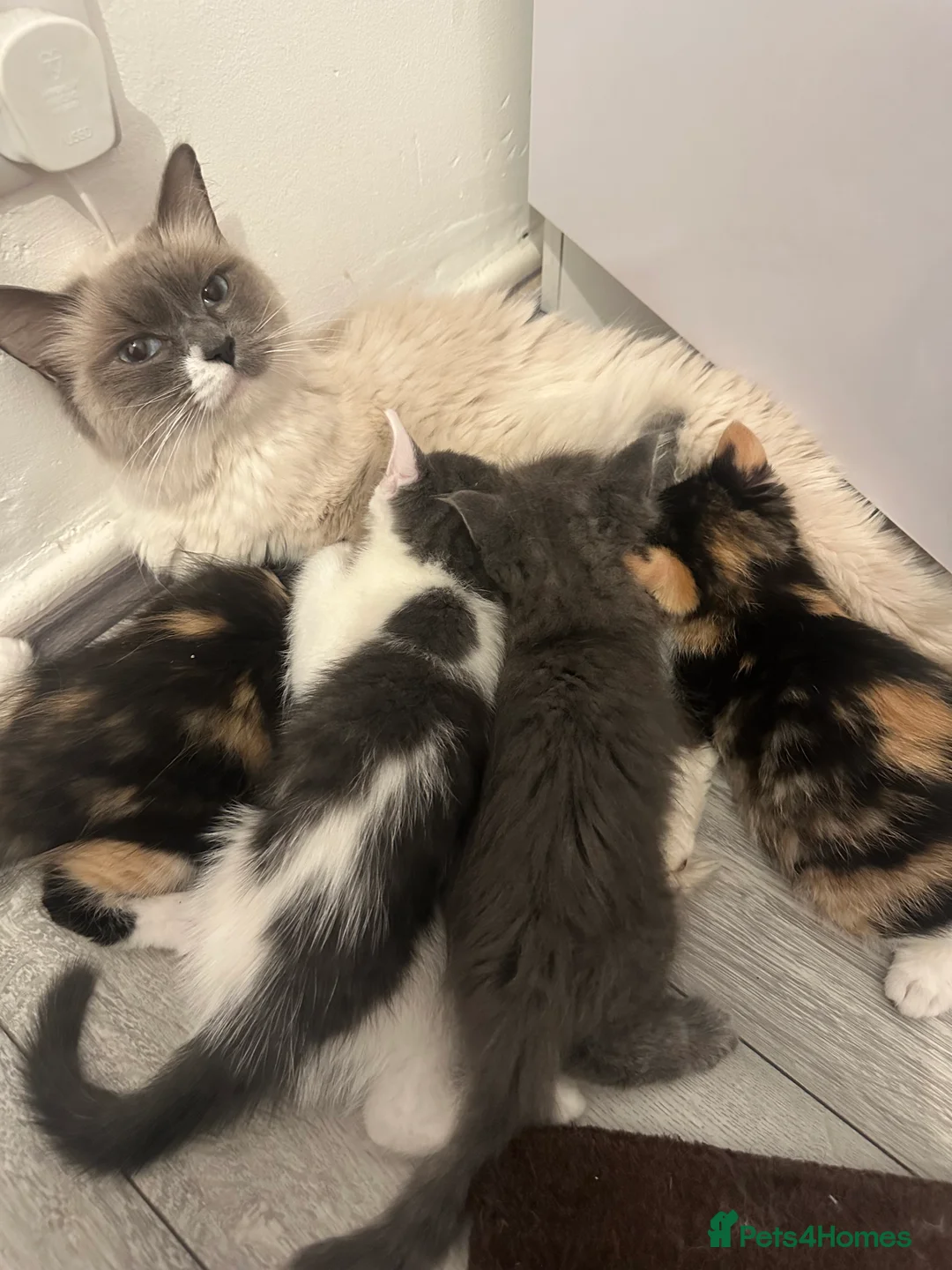 Ragdoll cats for sale: half ragdoll kittens for sale - Advert 6