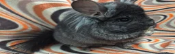 Chinchilla rodents for sale: Variety of chinchillas babys and adults - Advert 3