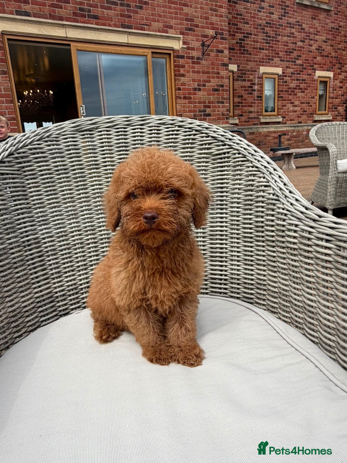Mini Goldendoodle dogs F1b red miniature Labradoodles - Advert 1