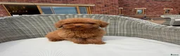 Mini Goldendoodle dogs for sale: F1b red miniature Labradoodles - Advert 1