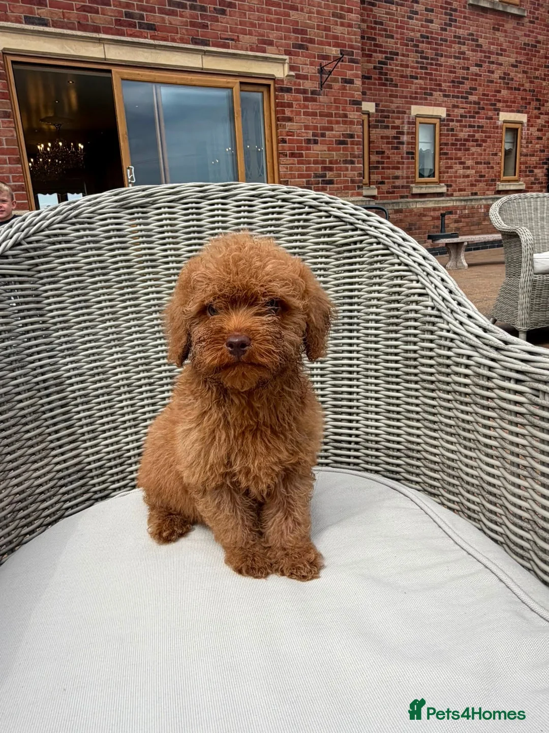 Mini Goldendoodle dogs for sale: F1b red miniature Labradoodles - Advert 1