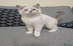 Ragdoll cats for sale: *READY NOW* GCCF Ragdoll Kitten Active/Non-Active in Liverpool - Image 7