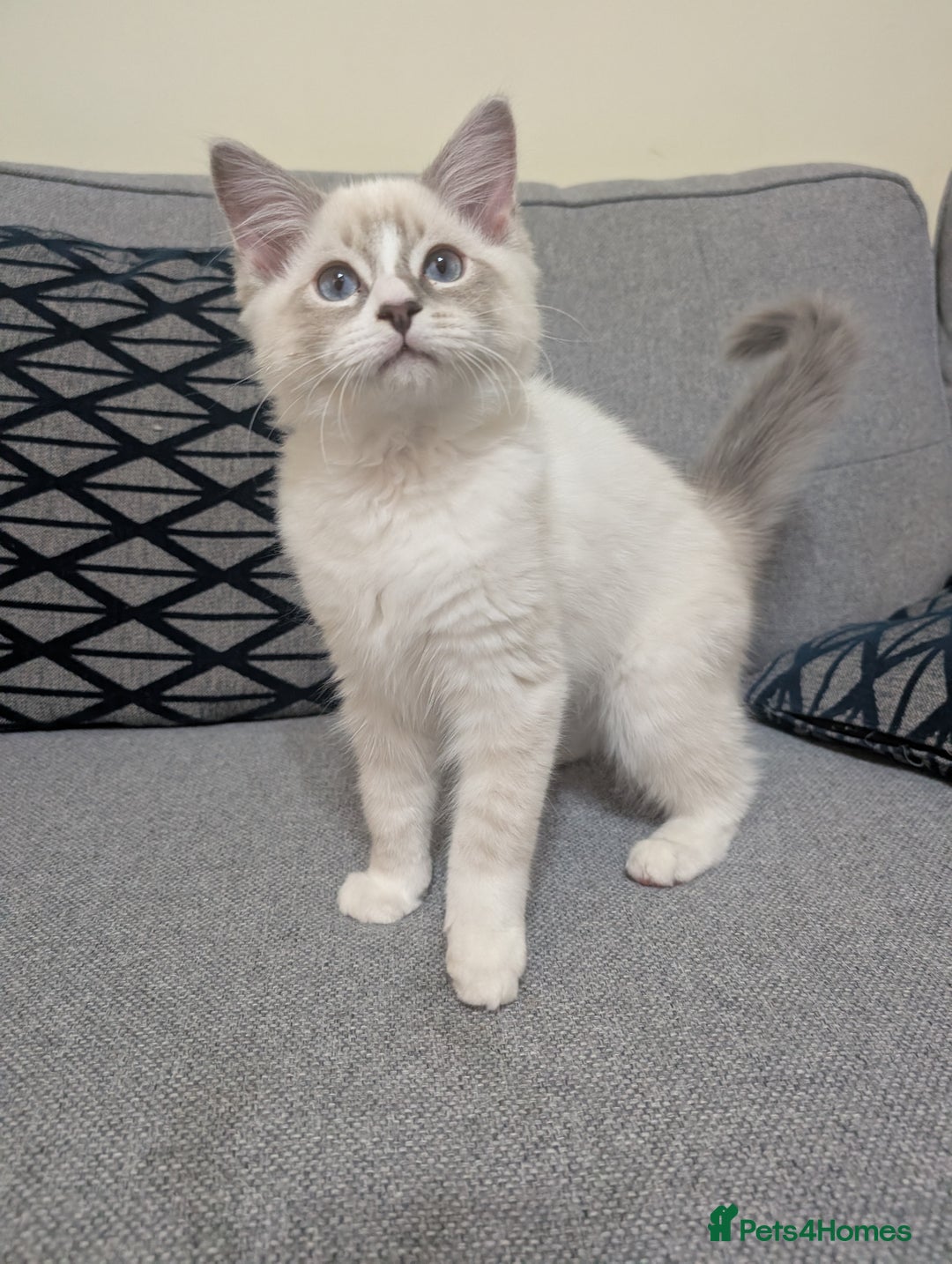Ragdoll cats for sale: *READY NOW* GCCF Ragdoll Kitten Active/Non-Active in Liverpool - Image 7
