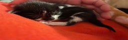 Mixed Breed cats for sale: Beautiful kittens  - Advert 13
