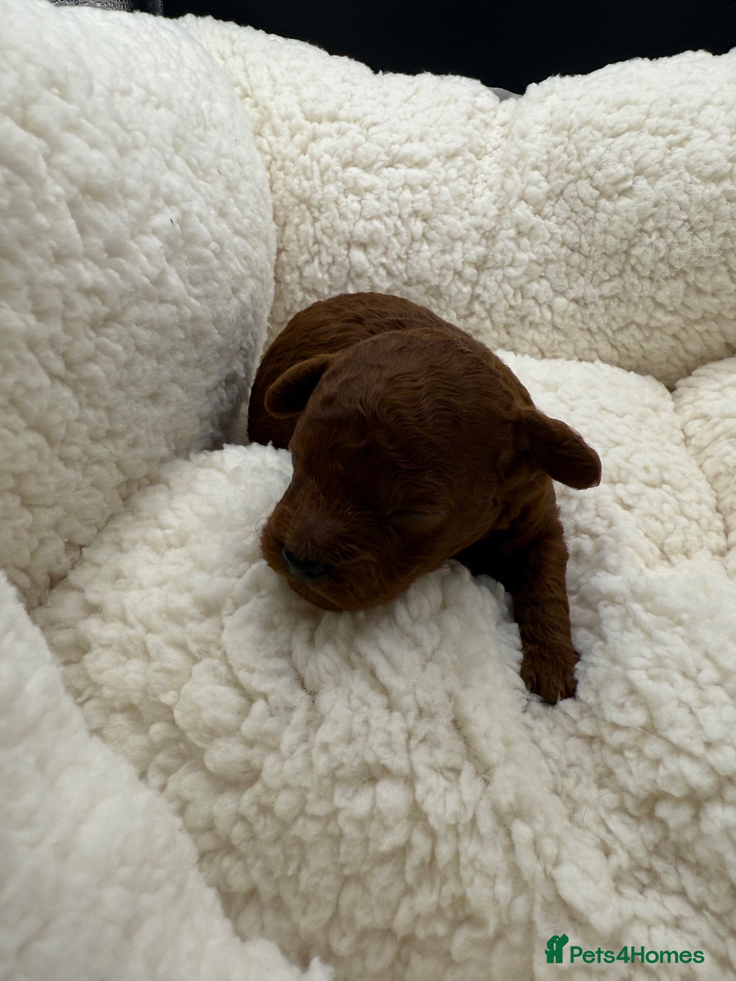 Toy Poodle dogs for sale: Asian Toy Poodle 🐩  - Advert 1