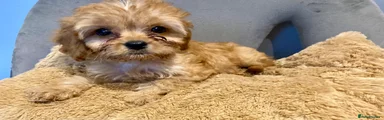 Cavapoo 1