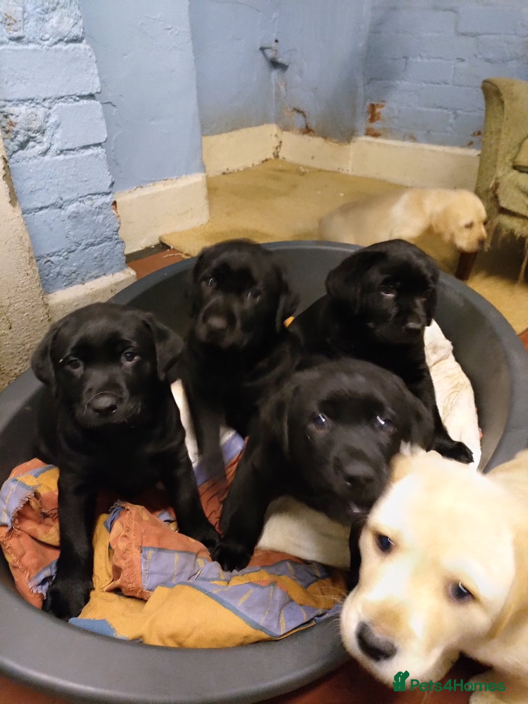 Labrador Retriever dogs for sale: Adorable Labrador Puppies  - Advert 6