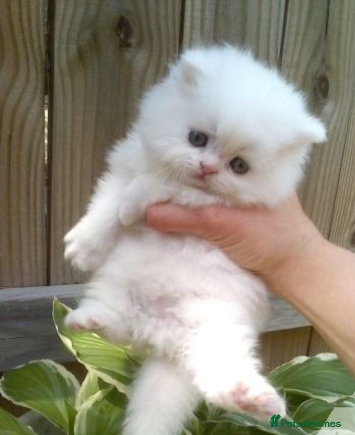 Persian cats 🐾 Beautiful Persan Kittens 🐾 - Advert 3