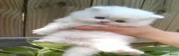 Persian cats for sale: 🐾 Beautiful Persan Kittens 🐾 - Advert 1