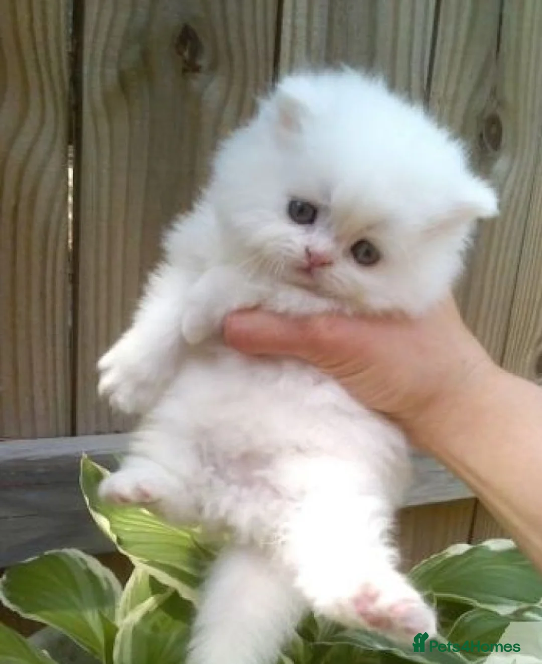 Persian cats for sale: 🐾 Beautiful Persan Kittens 🐾 - Advert 1