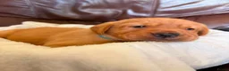 Labrador Retriever dogs for sale: Beautiful Labrador Puppies ready soon in Llanelli - Advert 7