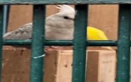 Cockatiels birds for sale: Cockatiels - Image 5
