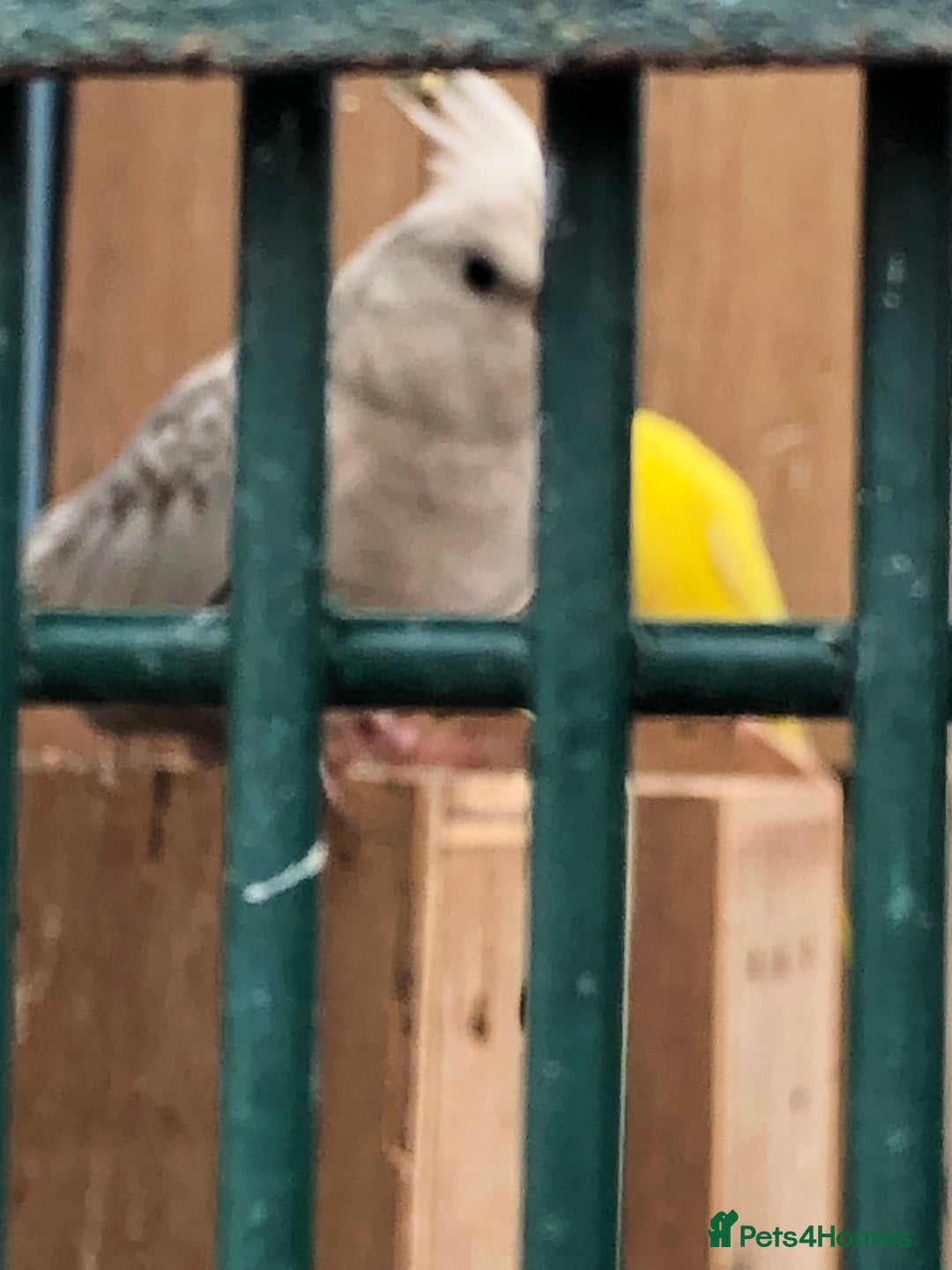 Cockatiels birds for sale: Cockatiels - Image 5