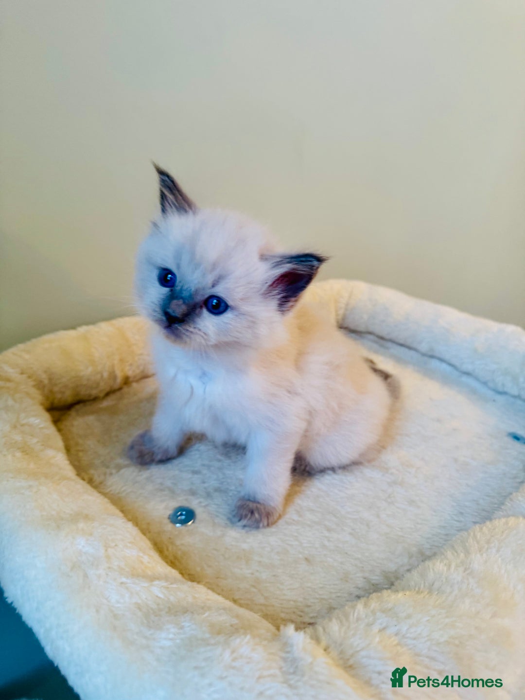 Ragdoll cats for sale: Pure bred blue & lilac point Ragdoll kittens  - Advert 15