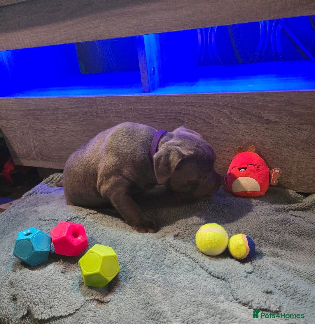 Staffordshire Bull Terrier dogs for sale: Stunning Staffordshire bull terrier pups  - Image 11