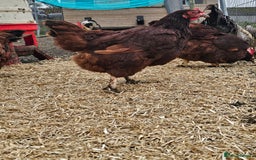 Chickens poultry for sale: Brahma, rhode island, sussex, ducks - Image 4