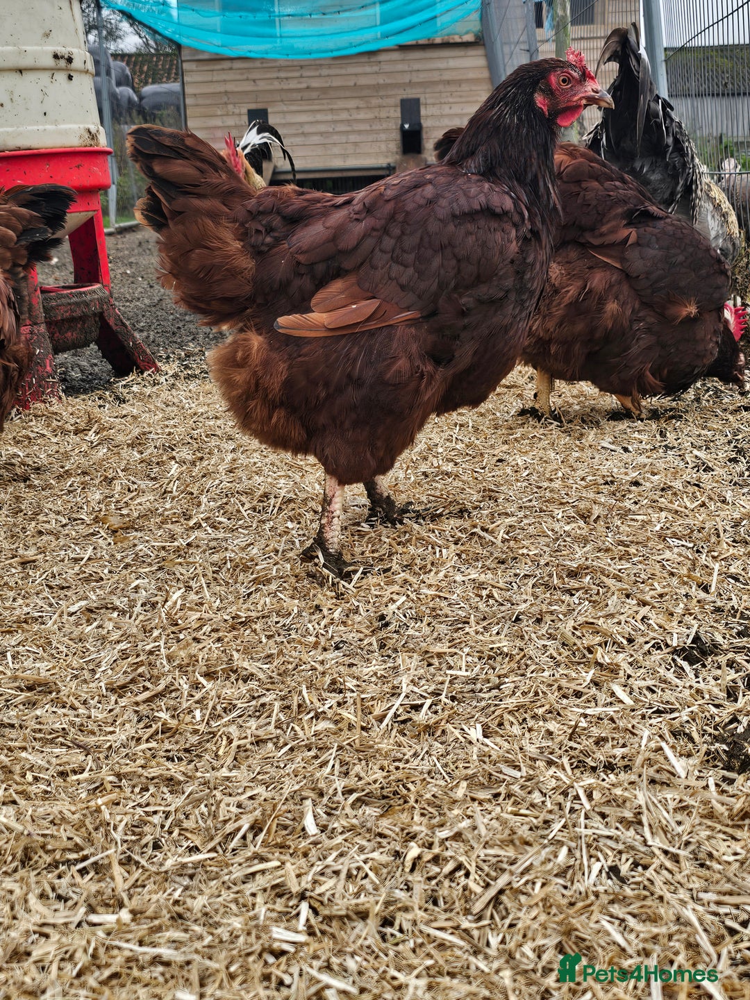 Chickens poultry for sale: Brahma, rhode island, sussex, ducks - Image 4