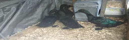 Ducks poultry for sale: 1 pair of cayuga ducks - Advert 3