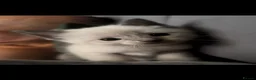 Ragdoll cats for sale: Ragdoll Kittens - Advert 10