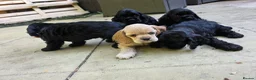 American Cocker Spaniel dogs for sale: American cocker spaniels puppies - Advert 10