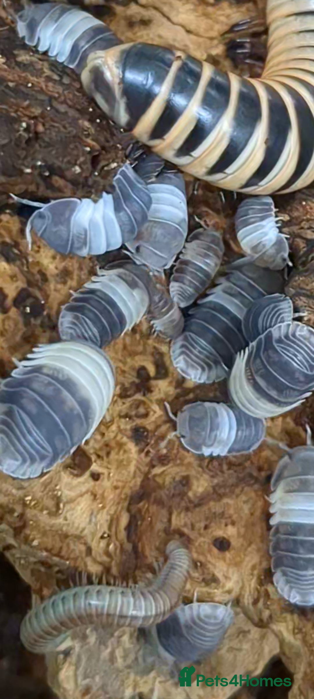 Isopods invertebrates Panda King Isopods  - Advert 4
