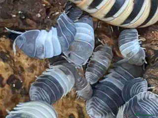 Isopods invertebrates Panda King Isopods - Advert 16