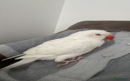 Ringnecks birds for sale: White Indian ring neck tame - Image 4