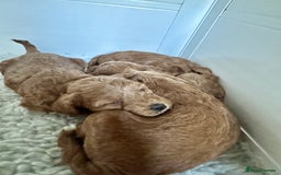 Cavapoo dogs for sale: Gorgeous Cavapoo puppies from family home  - Image 6