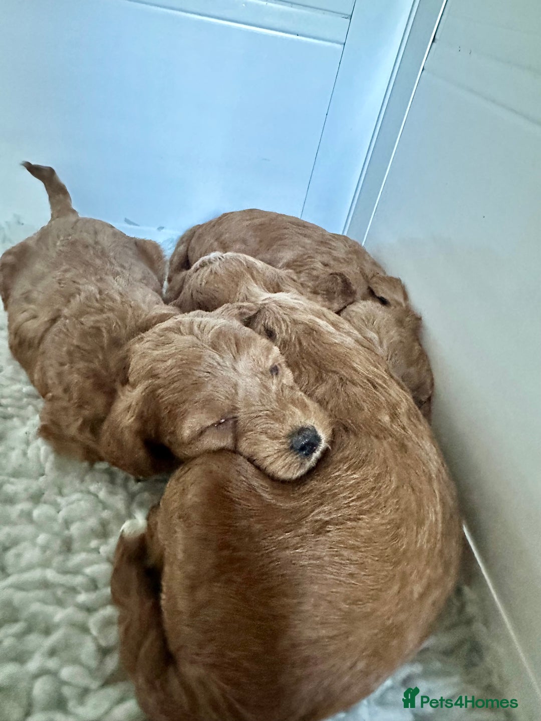 Cavapoo dogs for sale: Gorgeous Cavapoo puppies from family home  - Image 6