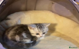 Munchkin cats for sale: Full Pedigree Munchkin Kittens  - Image 20