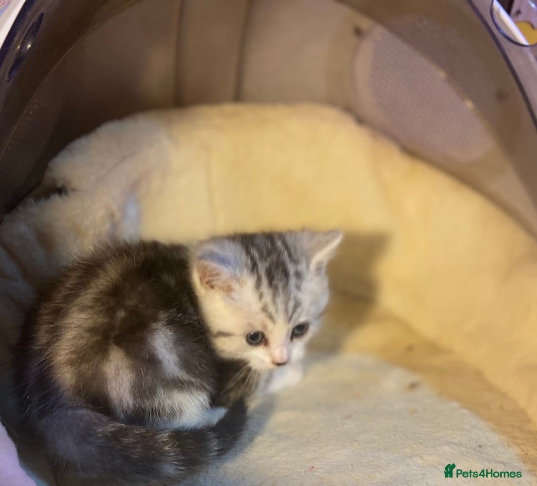 Munchkin cats for sale: Full Pedigree Munchkin Kittens  - Image 20