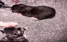 Mixed Breed cats for sale: Bengal mix kittens - Advert 3