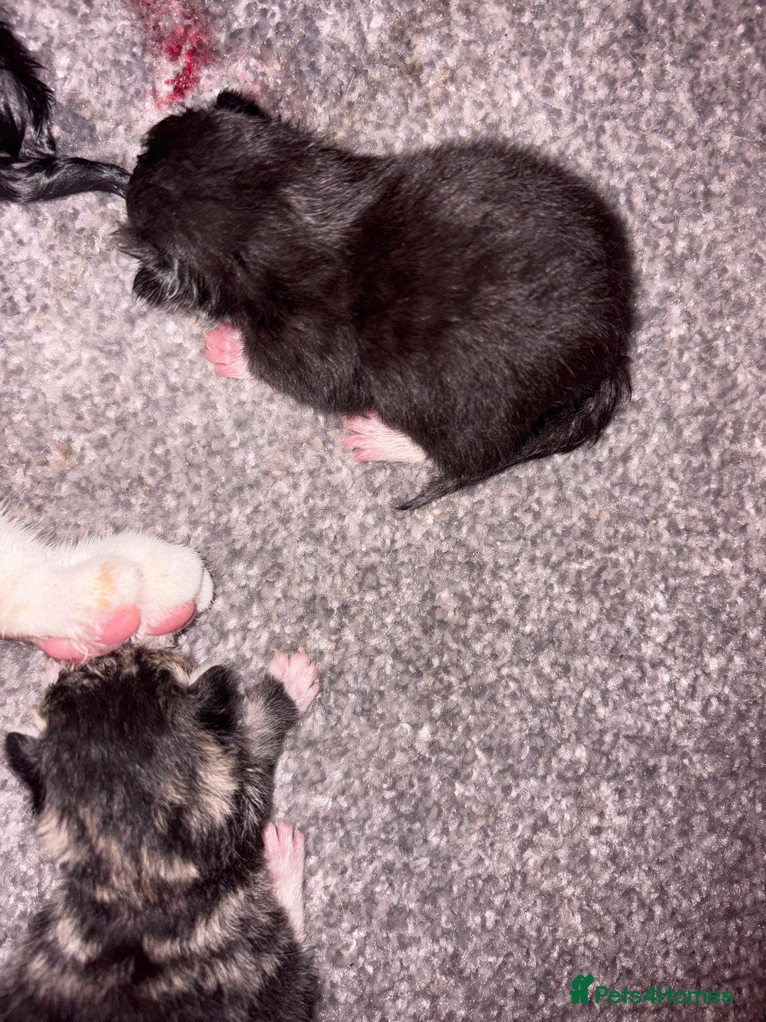 Mixed Breed cats for sale: Bengal mix kittens - Advert 3