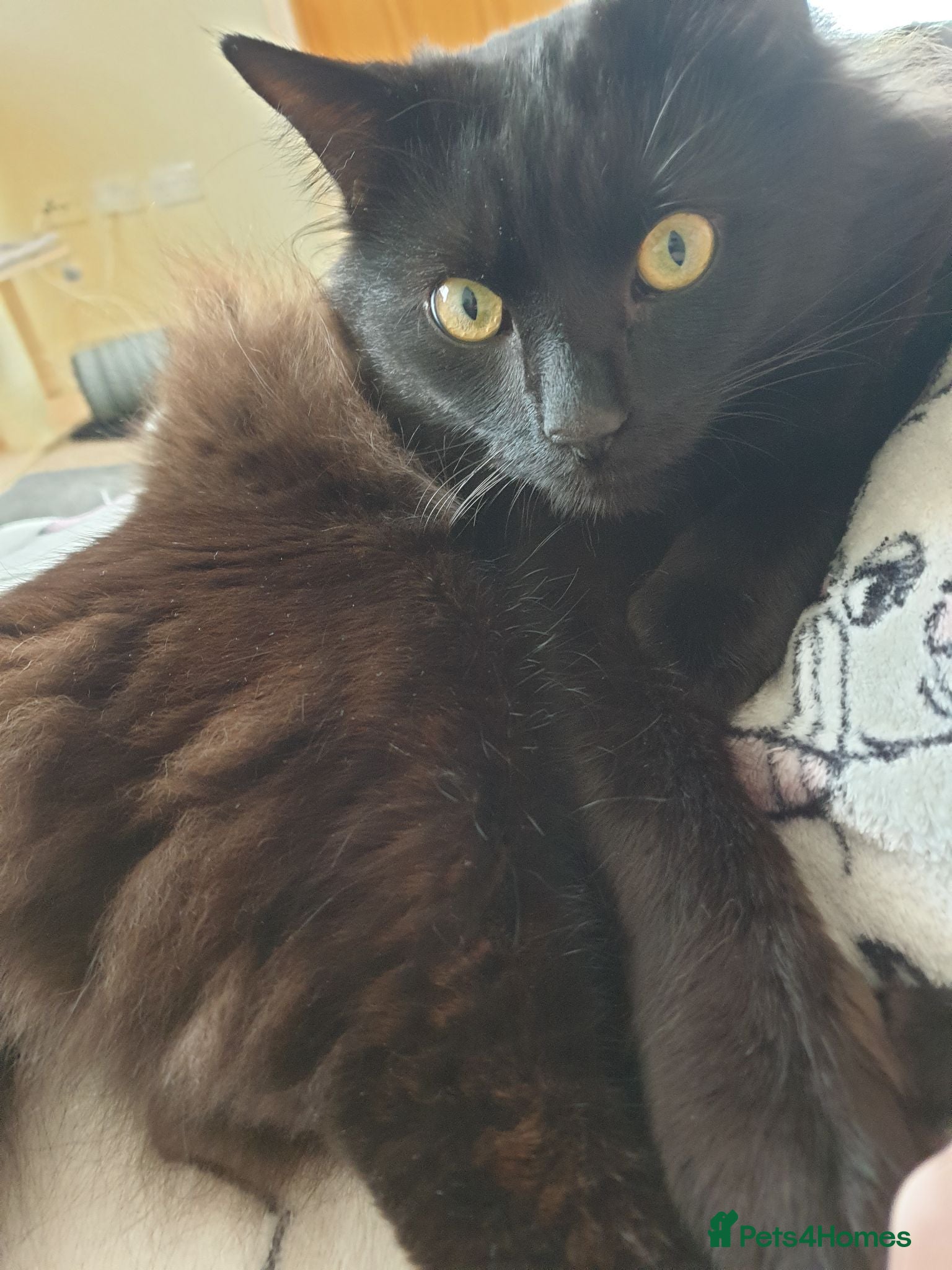 Mixed Breed cats Beautiful Male Neutered Black House Cat - Advert 1
