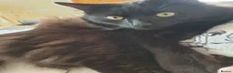 Mixed Breed cats for sale: Beautiful Male Neutered Black House Cat - Advert 1