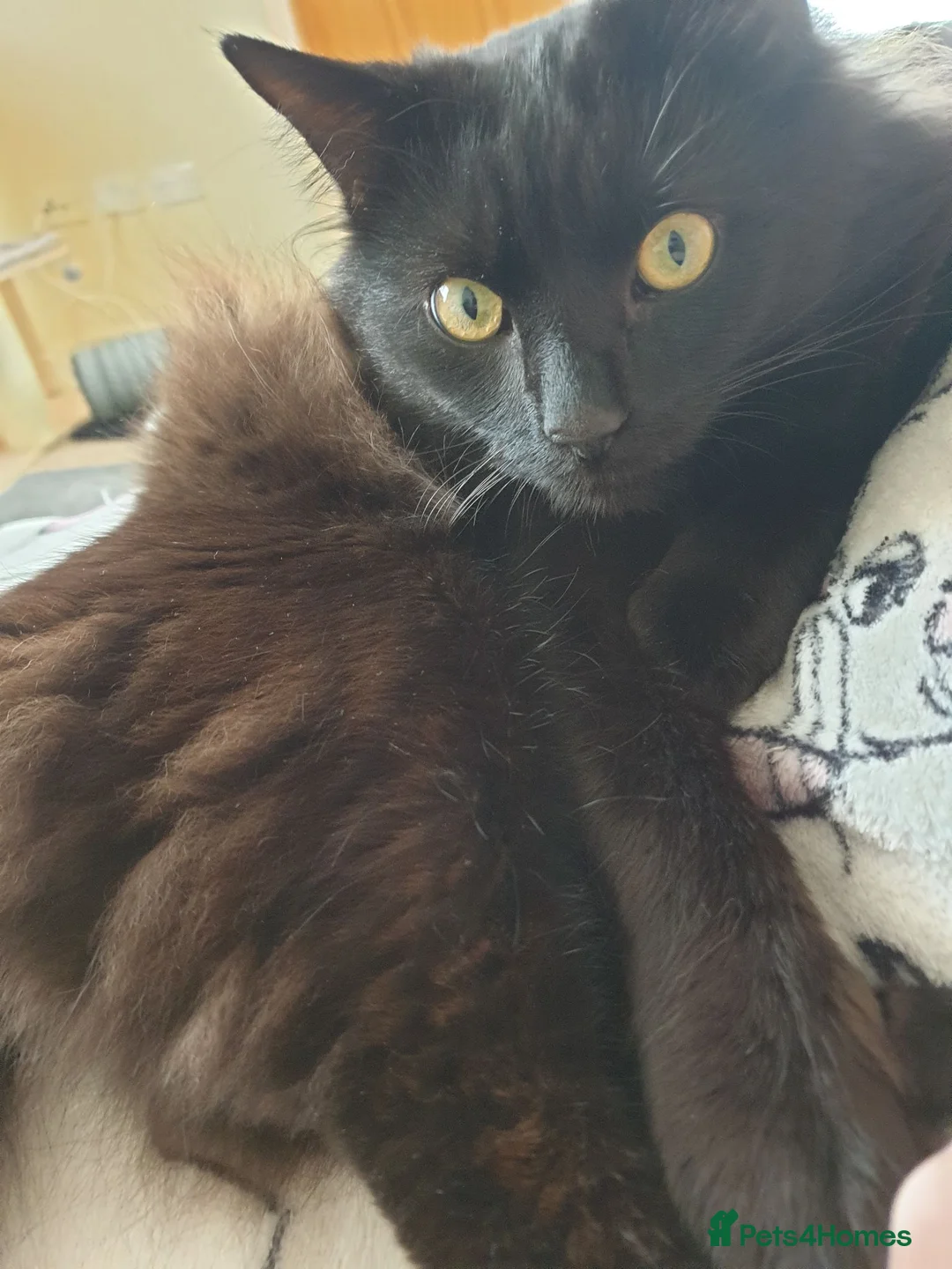 Mixed Breed cats for sale: Beautiful Male Neutered Black House Cat - Advert 1