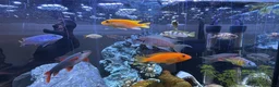Cichlids fish for sale: 10 x Cichlids for sale  - Advert 1