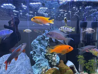 Cichlids fish 10 x Cichlids for sale - Advert 1