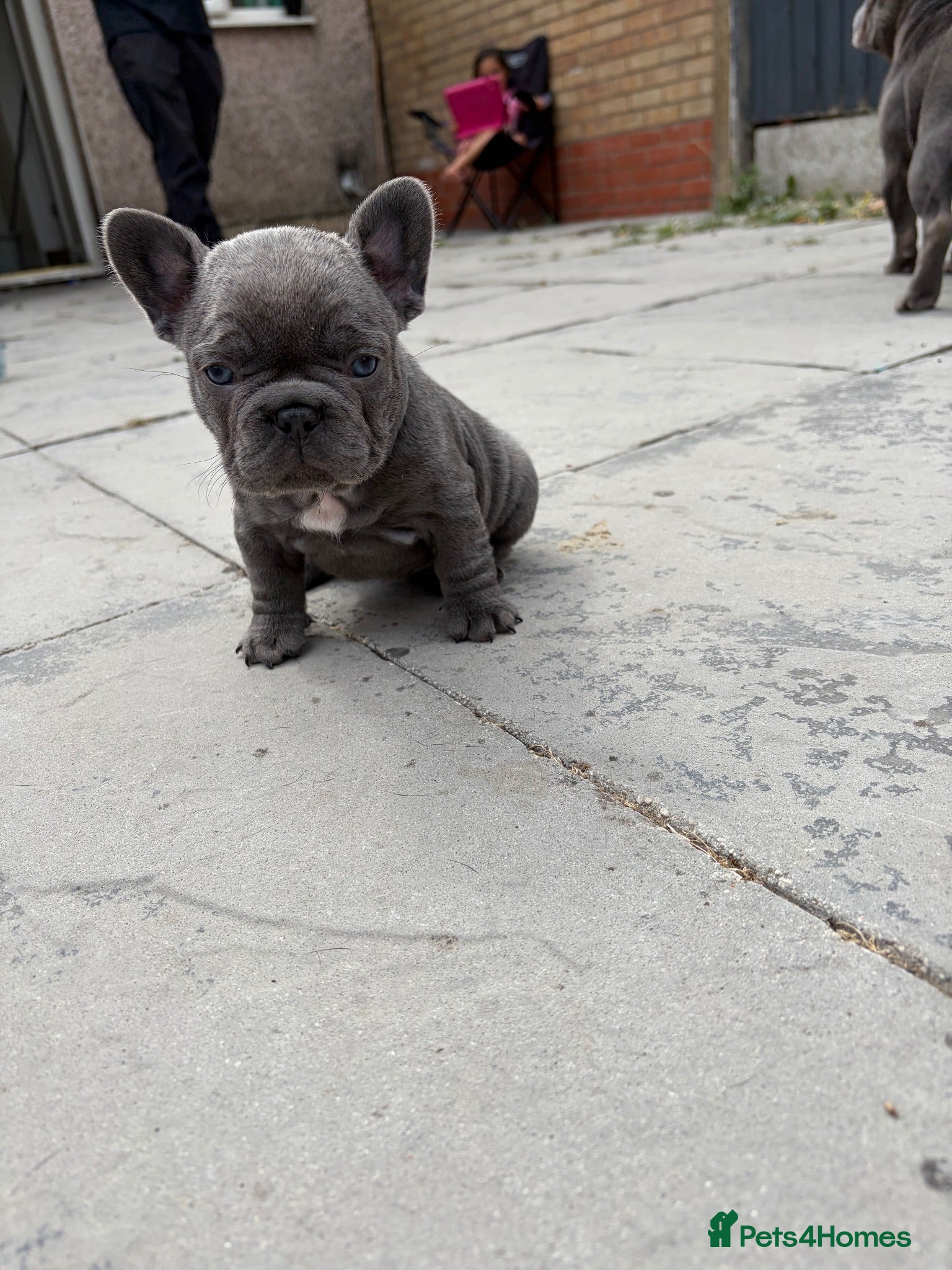 French Bulldog dogs aa blues lilacs  Frenchie pups  - Advert 15