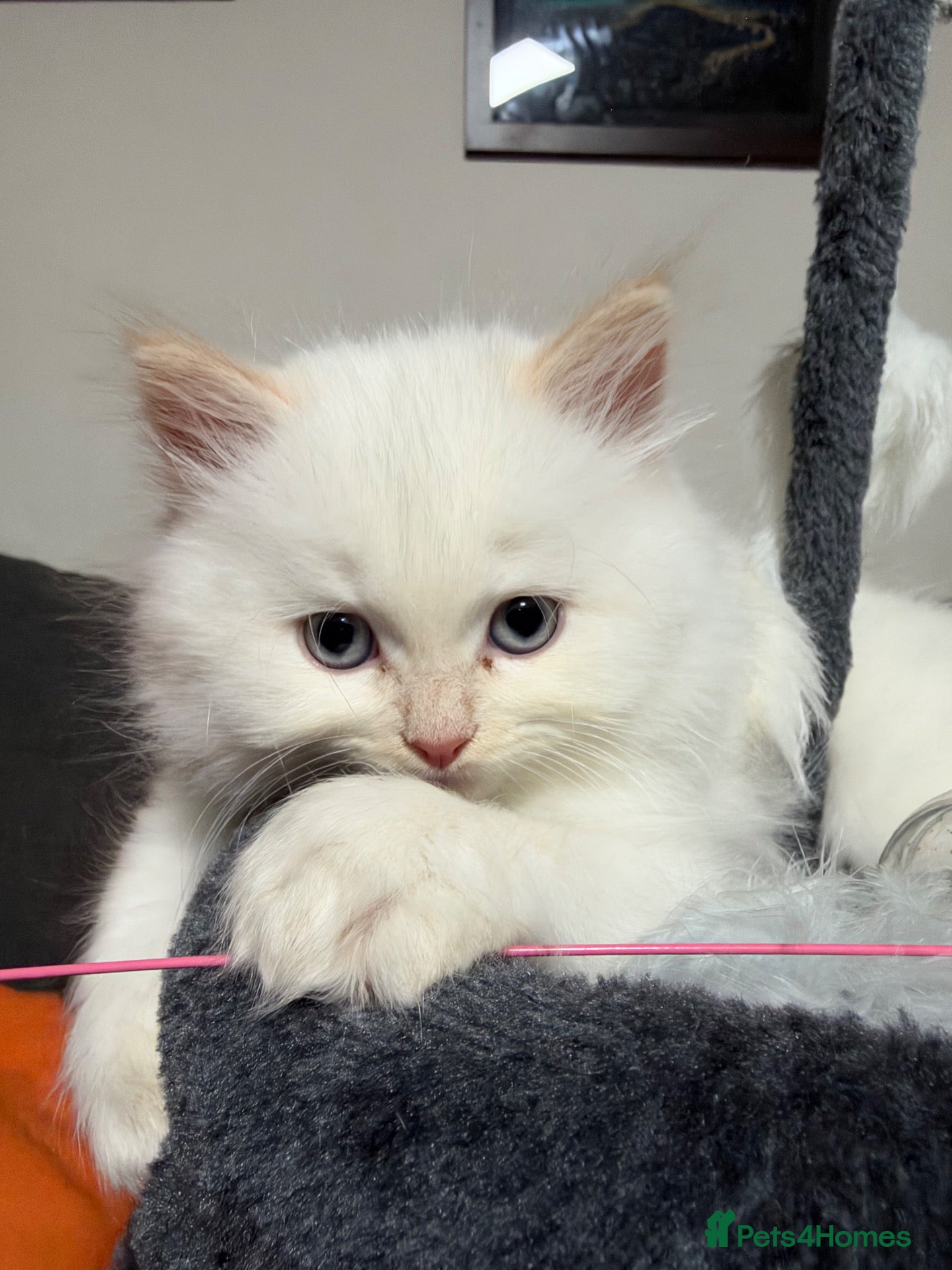 Scottish Fold cats for sale: Fold & Straight Kittens Looking for Loving Homes - Advert 2