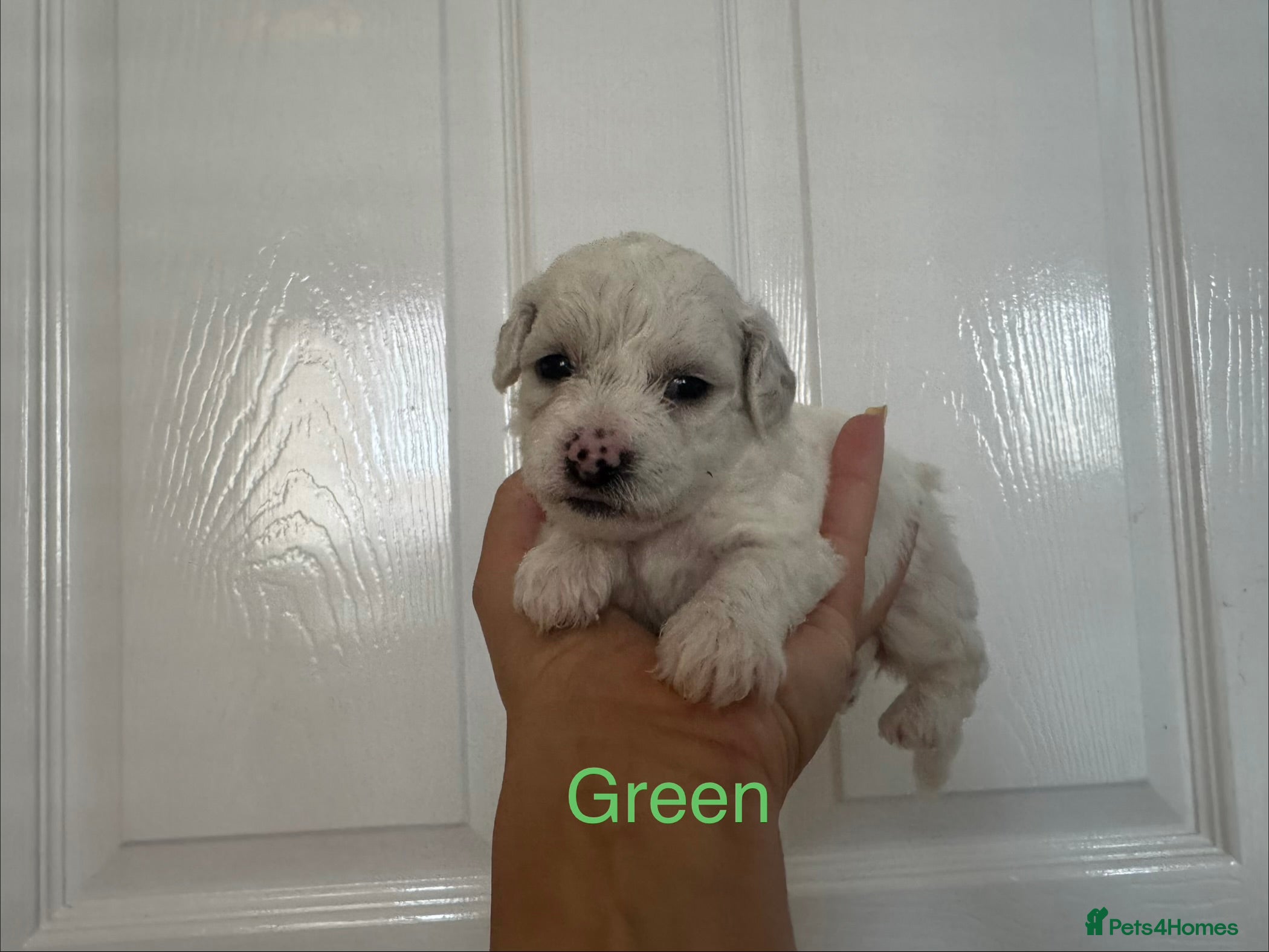 Bichon Frise dogs Bichon Frise 2 boys 3 girls - Advert 2