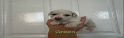 Bichon Frise dogs for sale: Bichon Frise 2 boys 3 girls - Advert 32