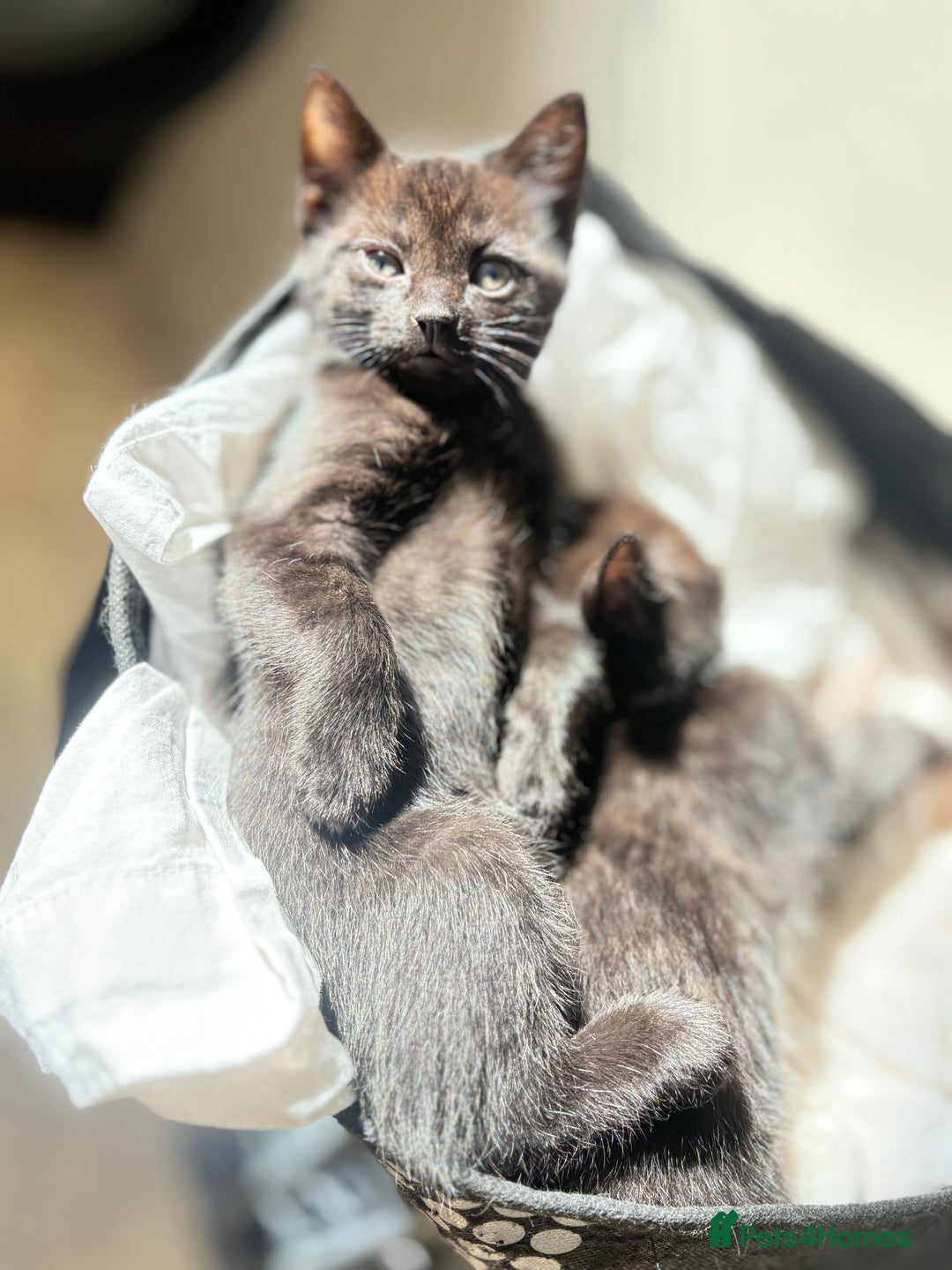 Domestic Shorthair cats for sale: Beautiful all black female kitten ready to leave - Image 6