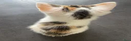 American Wirehair cats for sale: 1 Kitten left (Female) - Advert 4