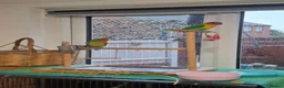 Lovebirds birds for sale: 2x bonded love birds in Nottingham - Advert 4
